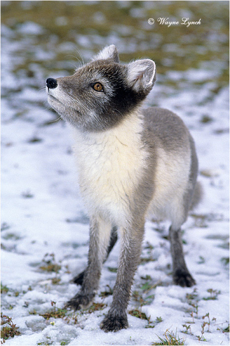 Arctic Fox 119 by Dr. Wayne Lynch &copy;